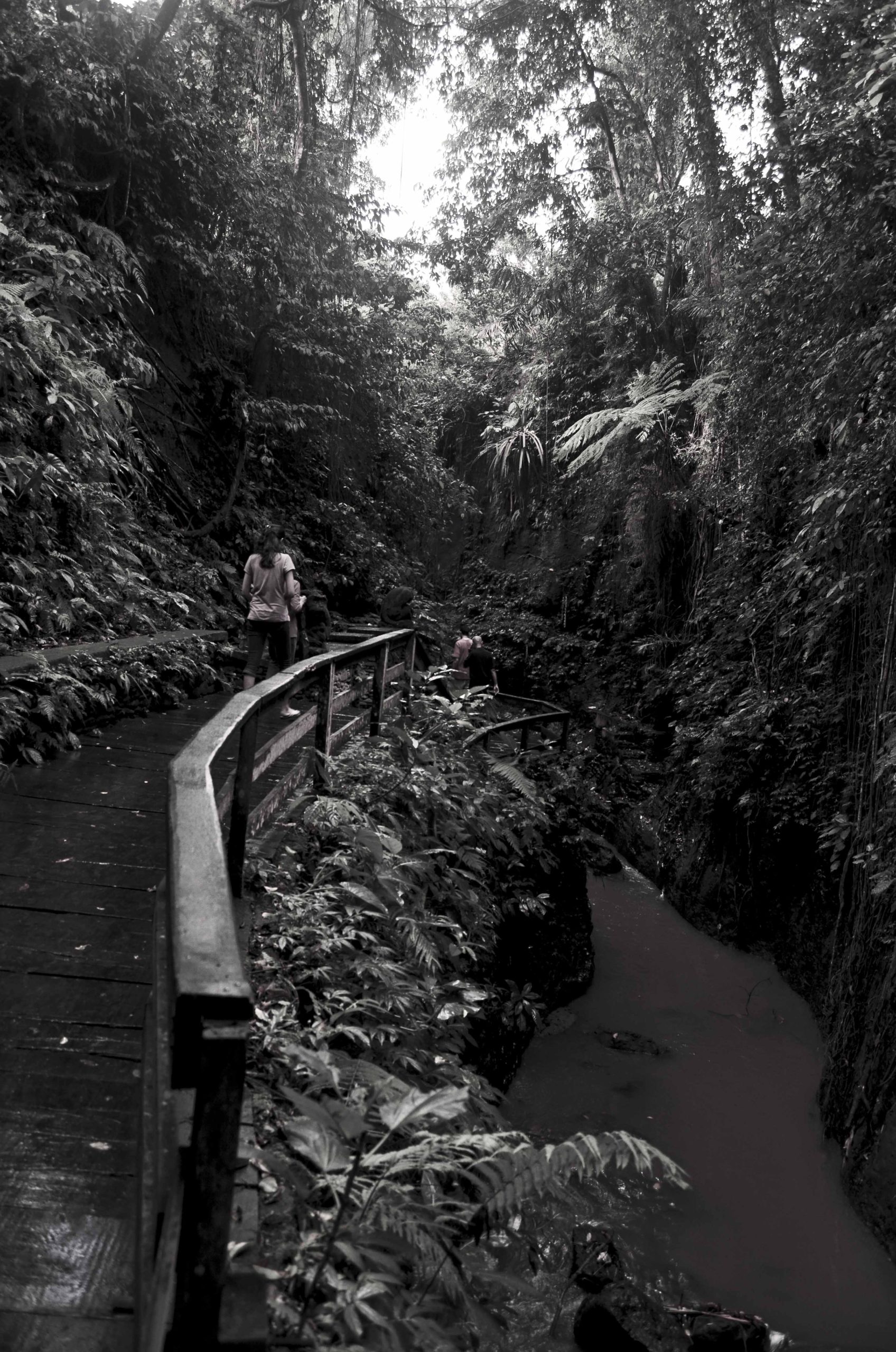 Bridge Across The Monkey Forest