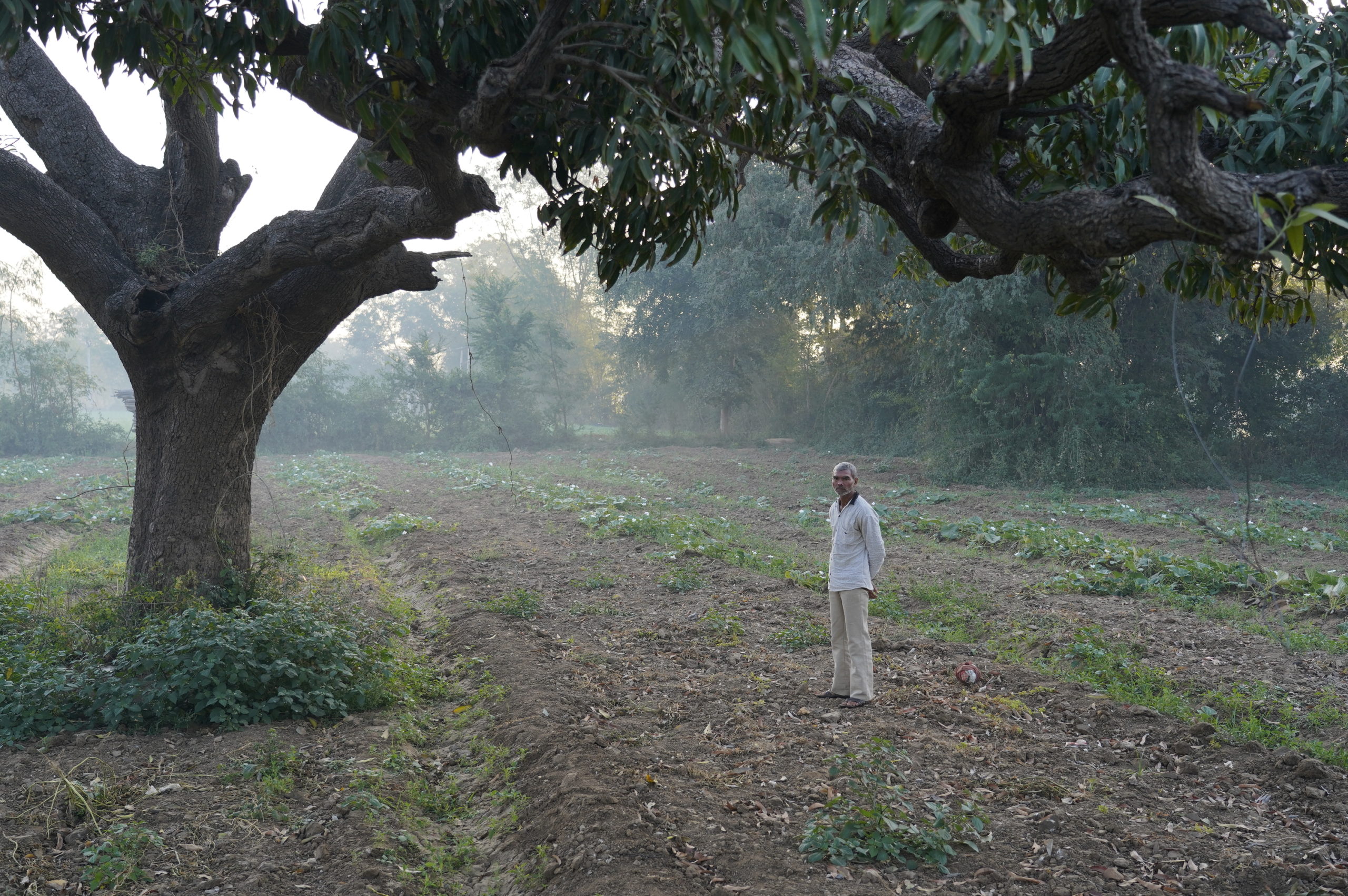 Mango tree under which Gandhi rested, Vasana