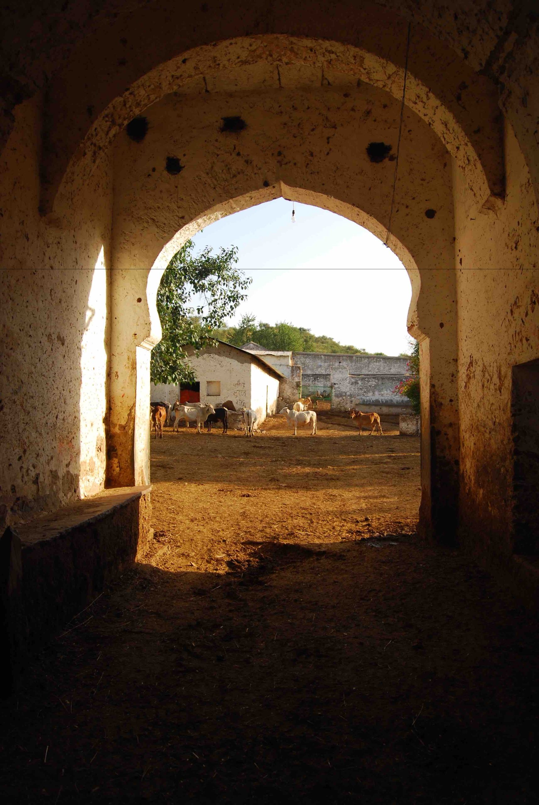 Temple Gaushala